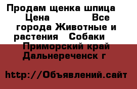 Продам щенка шпица.  › Цена ­ 15 000 - Все города Животные и растения » Собаки   . Приморский край,Дальнереченск г.